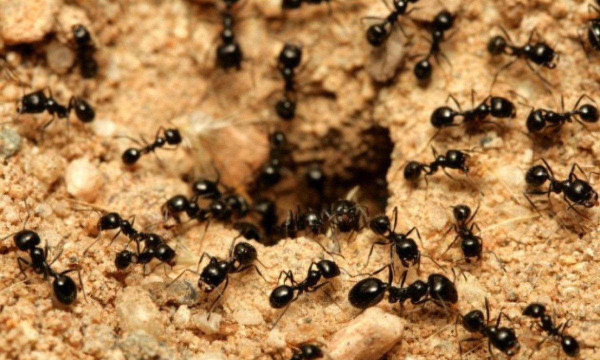 2. Kiến – những công nhân chăm chỉ: là loài động vật có tổ chức xã hội chặt chẽ và sự phân công lao động rõ ràng. Mỗi thành viên trong một đàn kiến sẽ giữ một trách nhiệm riêng biệt. (Nguồn: diệt côn trùng)