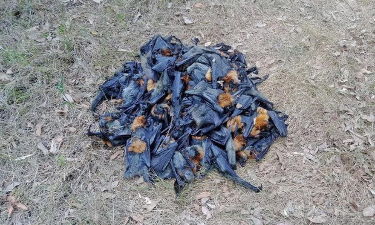 Ngoài mưa rắn thì mưa dơi cũng đã từng được ghi nhận vào tháng 1 năm 2018 ở Úc. Nguồn ảnh: (Live Science)