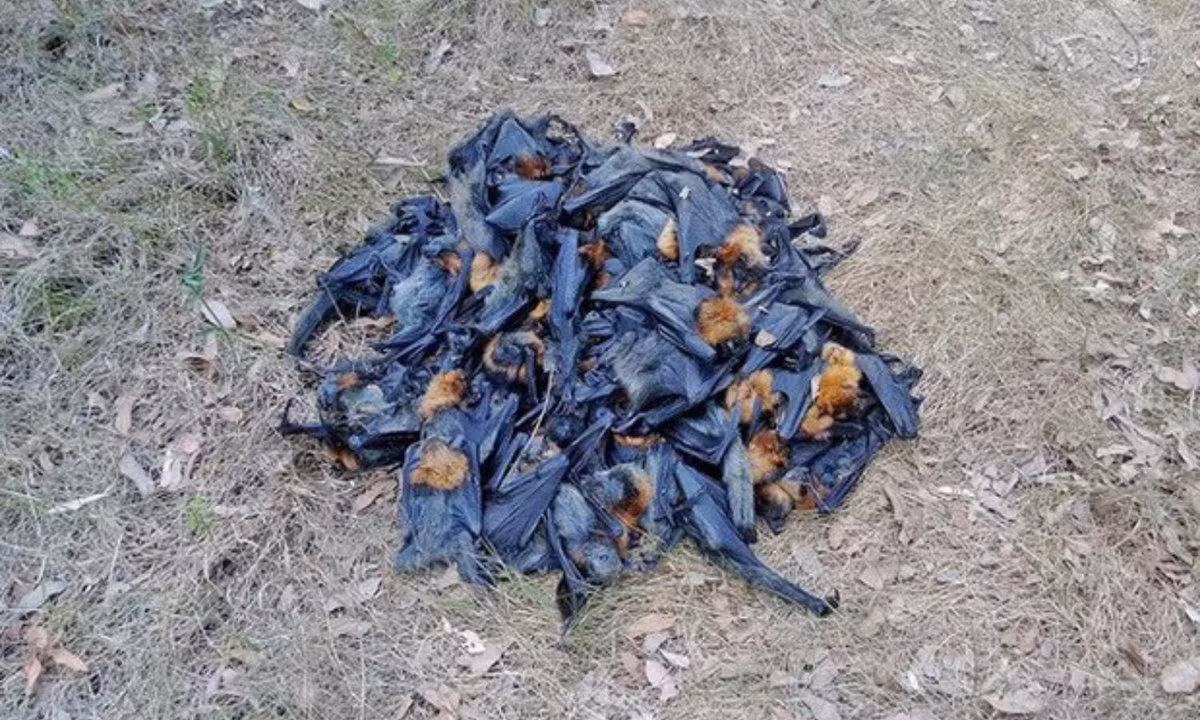 Ngoài mưa rắn thì mưa dơi cũng đã từng được ghi nhận vào tháng 1 năm 2018 ở Úc. Nguồn ảnh: (Live Science)