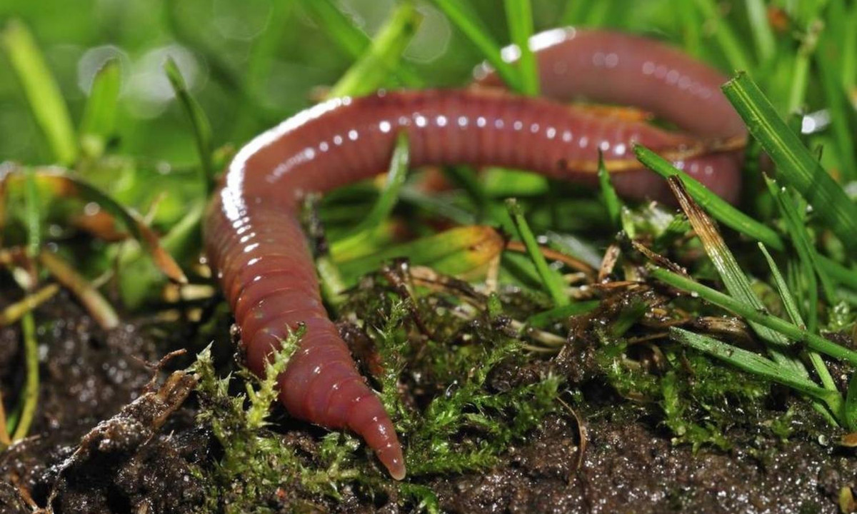 Thế giới cũng đã từng chứng kiến một trận mưa giun rất dị thường trút xuống bang Louisana (Hoa Kỳ). Sau trận mưa kỳ quá này, nhiều người đã cảm thấy ớn lạnh vì cảnh tượng giun bò lổm ngổm trên đường. (Nguồn ảnh: Wsj) 