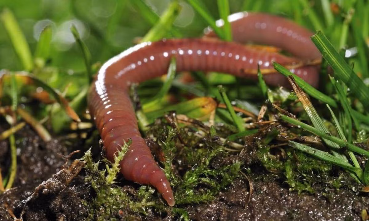 Thế giới cũng đã từng chứng kiến một trận mưa giun rất dị thường trút xuống bang Louisana (Hoa Kỳ). Sau trận mưa kỳ quá này, nhiều người đã cảm thấy ớn lạnh vì cảnh tượng giun bò lổm ngổm trên đường. (Nguồn ảnh: Wsj) 