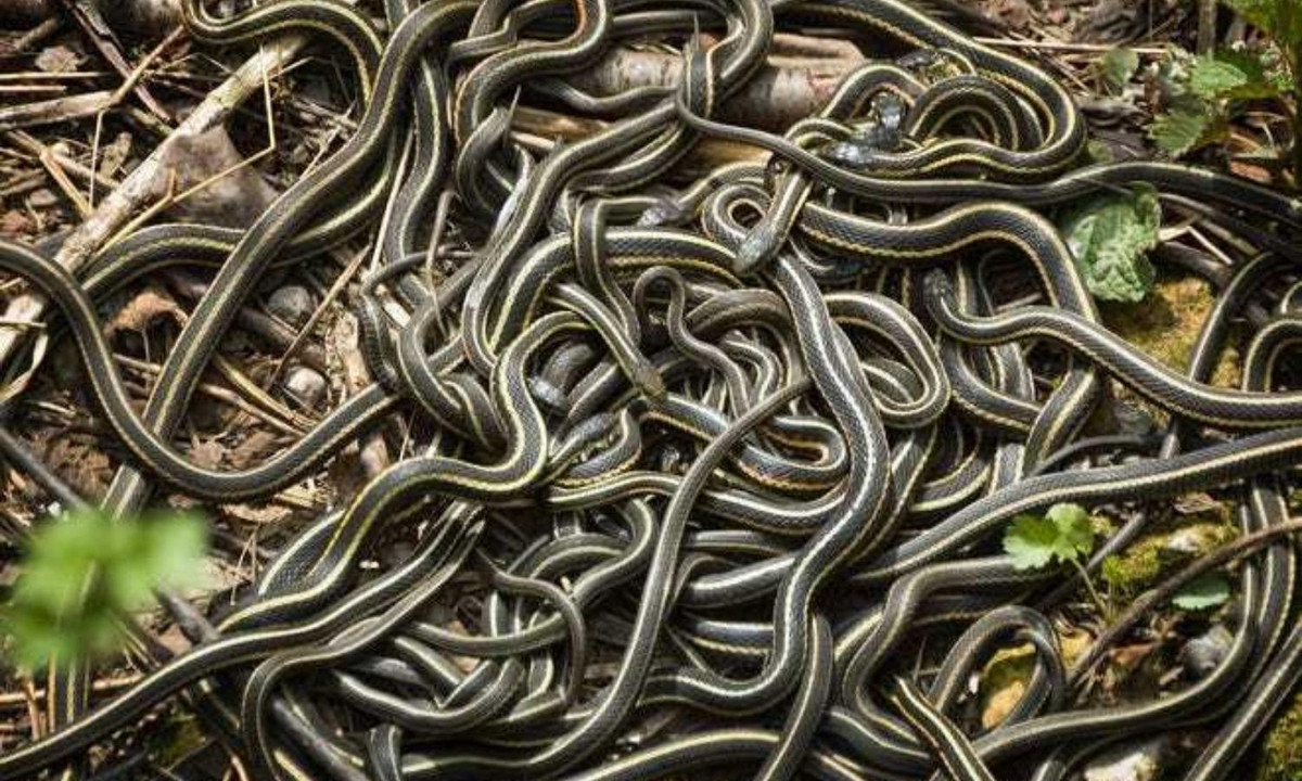 Cho đến nay, thế giới đã từng nghi nhận một trận mưa rắn xảy ra vào tháng 1/1877 tại Memphis (Hoa Kỳ). Đặc biệt, hầu hết những con rắn xuất hiện trong cơn mưa lạ lùng này đều có chiều dài khoảng 0,5 m. (Nguồn ảnh: Cincinnati).