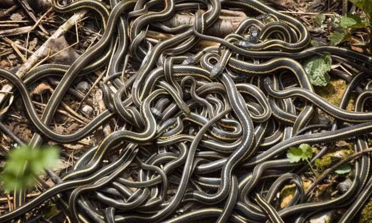 Cho đến nay, thế giới đã từng nghi nhận một trận mưa rắn xảy ra vào tháng 1/1877 tại Memphis (Hoa Kỳ). Đặc biệt, hầu hết những con rắn xuất hiện trong cơn mưa lạ lùng này đều có chiều dài khoảng 0,5 m. (Nguồn ảnh: Cincinnati).