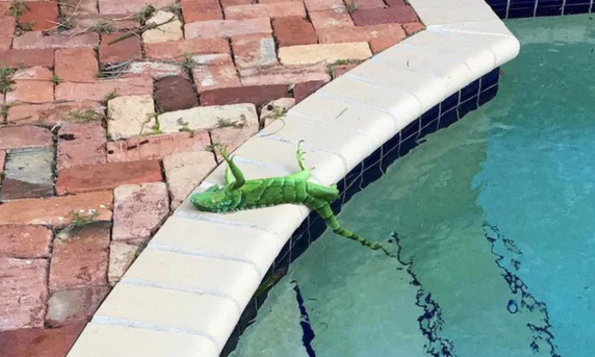 Vào năm 2008, bang Florida (Hoa Kỳ) từng chứng kiến một trận mưa toàn cự đà xanh đóng băng rơi từ trên trời xuống rất khó hiểu. (Nguồn ảnh: Live Science)