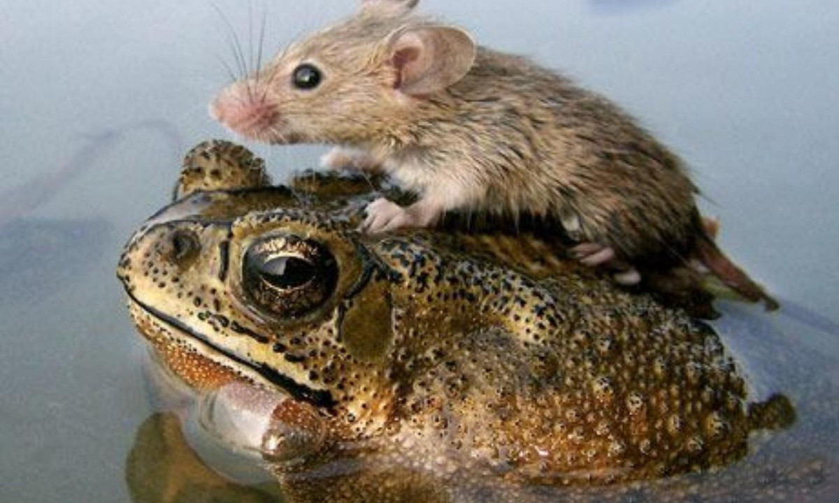 Thế giới cũng đã từng chứng kiến một trận mưa chuột rất khó lý giải. Theo đó, vào năm 1578, vùng Bergen (Na Uy) bỗng xuất hiện rất nhiều chú chuột từ trên trời rơi xuống một hồ nước ở khu vực này. (Nguồn ảnh: National Geographic) 