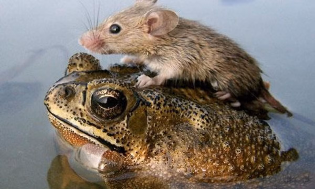 Thế giới cũng đã từng chứng kiến một trận mưa chuột rất khó lý giải. Theo đó, vào năm 1578, vùng Bergen (Na Uy) bỗng xuất hiện rất nhiều chú chuột từ trên trời rơi xuống một hồ nước ở khu vực này. (Nguồn ảnh: National Geographic) 