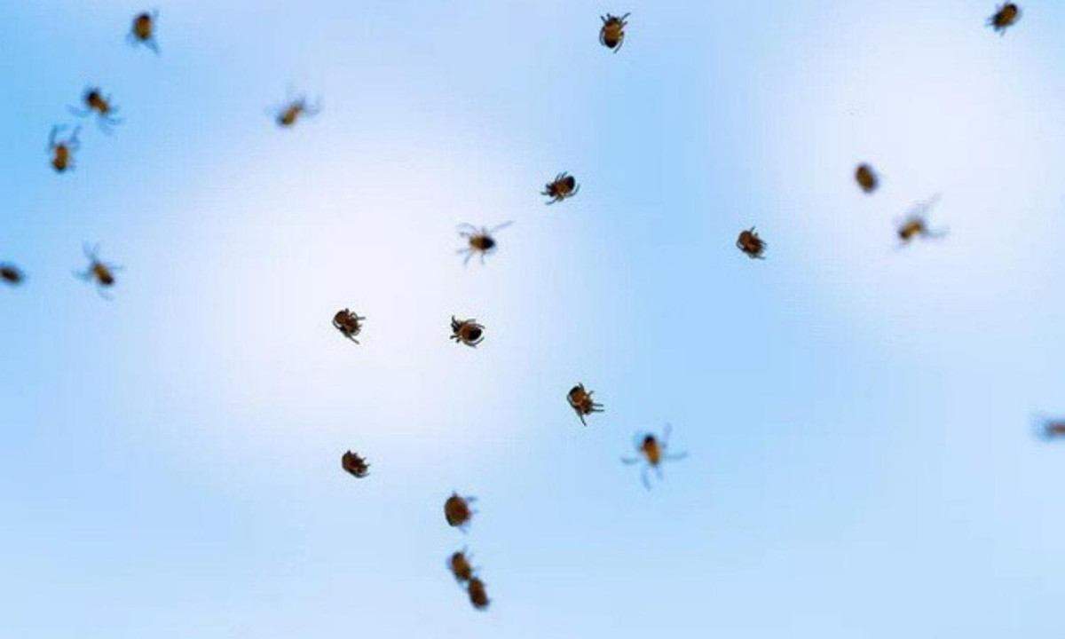 Ngoài Argentina thì ở Úc cũng đã từng xuất hiện một cơn mưa nhện rất kỳ lạ. Nguồn ảnh: Live Science. 