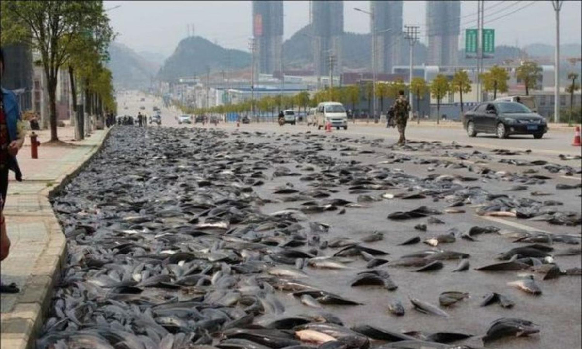 Một trận mưa cá kì lạ khác cũng đã từng xảy ra vào năm 1985 tại bang Texas (Hoa Kỳ). Ngoài ra, Sunderland (Vương quốc Anh) và đảo quốc Singapore còn là nơi đã từng chứng kiến những cơn mưa cá rất kì lạ. (Nguồn ảnh: Kolkatatimes)