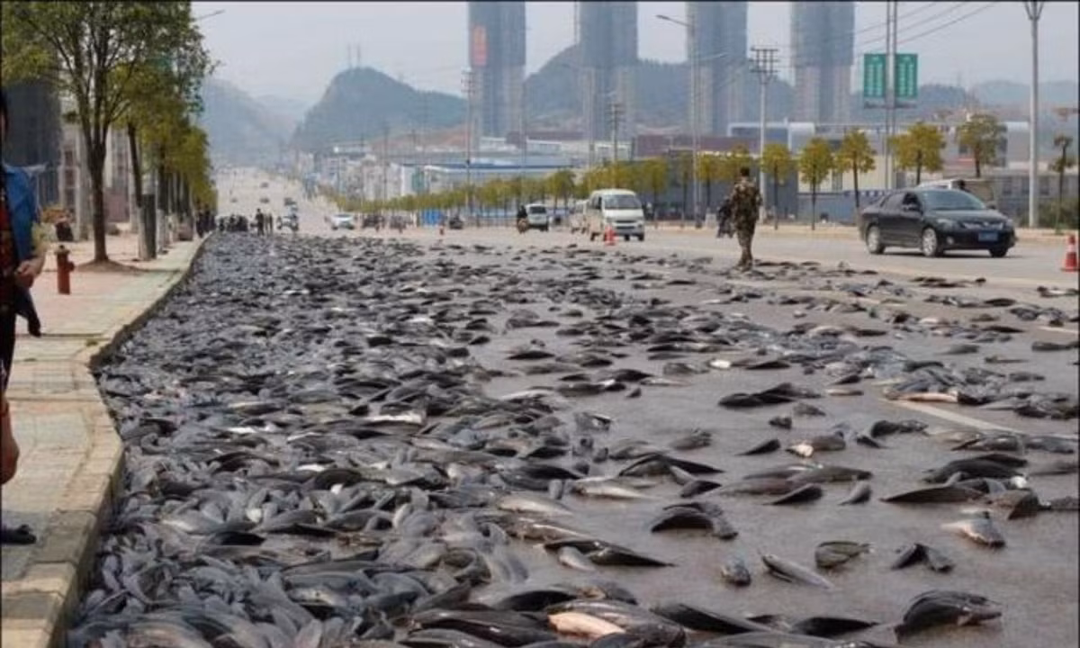 Một trận mưa cá kì lạ khác cũng đã từng xảy ra vào năm 1985 tại bang Texas (Hoa Kỳ). Ngoài ra, Sunderland (Vương quốc Anh) và đảo quốc Singapore còn là nơi đã từng chứng kiến những cơn mưa cá rất kì lạ. (Nguồn ảnh: Kolkatatimes)