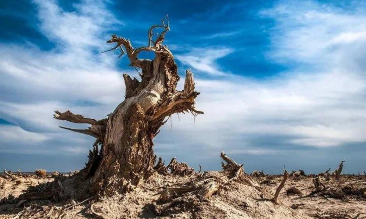 Lop Nur là “vùng cấm của sự sống”, khí hậu trở nên khô và lạnh, nhiệt độ giữa ngày và đêm chênh lệch lớn. Đặc biệt, cái chết của cây dương khiến thảm thực vật ở nơi này bị giảm. Các dòng sông khô cạn, hồ Lop Nur dần bị thu hẹp.