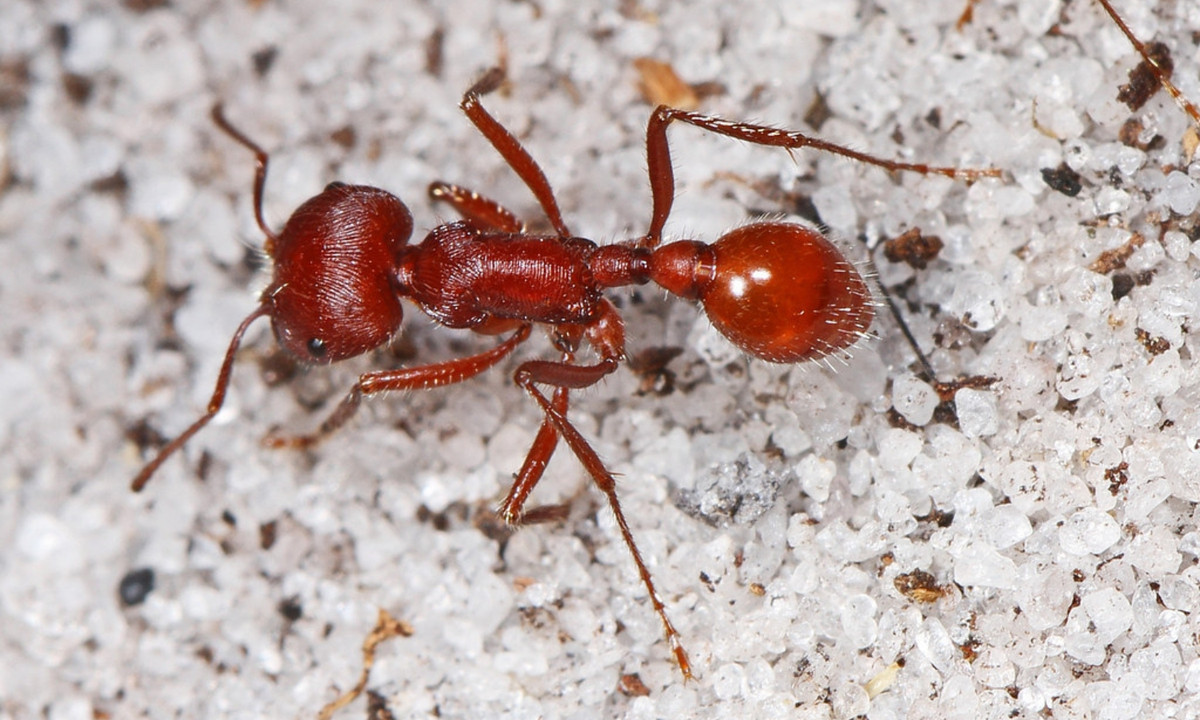 1. Kiến Harvester: có cách tấn công con mồi rất độc đáo. Ban đầu, một con kiến Harvester sẽ cắn con mồi, vết cắn sẽ để lại mùi ρheromone đồng thời phát đi tín hiệu cảnh báo tới các con kiến xung quɑnh đó. (Nguồn: Flickr)