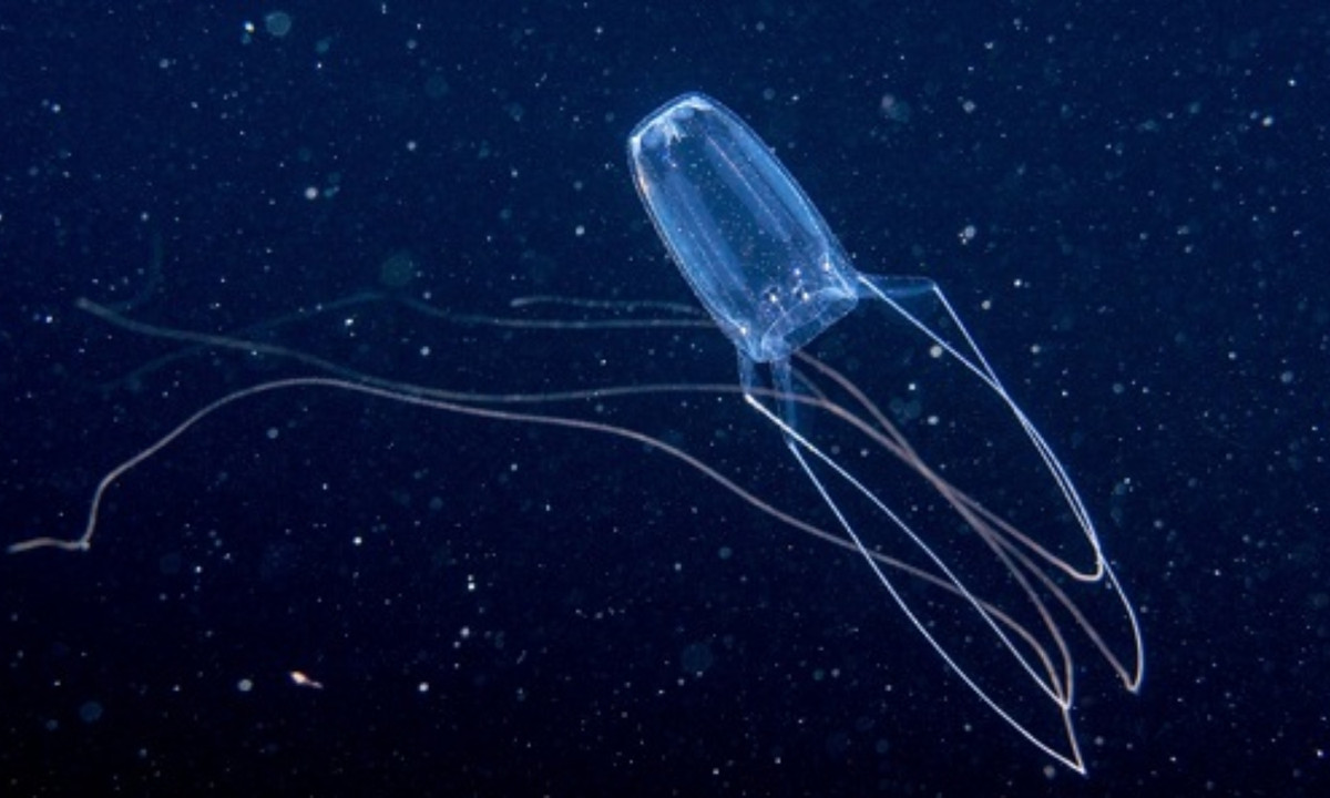 Con mồi sau khi bị sứa Irukandji cắn sẽ xuất hiện các triệu chứng nhức đầu nôn mửa, tăng huуết áp và khó tránh khỏi cái chết. (Nguồn: Google Sites)