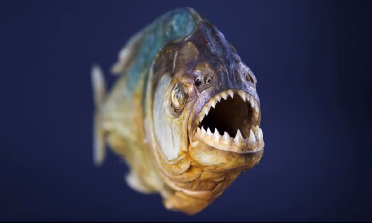 8. Cá Piranha: khả năng săn mồi của loài cá này được biết tới nhiều nhất là qua các bộ phim. Tuy kích thước không quá lớn, nhưng chúng lại có hàm răng sắc như dao cạo và hai quai hàm vô cùng khoẻ. Chính vì thế, Piranha được các nhà khoa học đưa vào danh sách kẻ săn mồi hung tợn của Nam Mỹ. (Nguồn: VTC News)