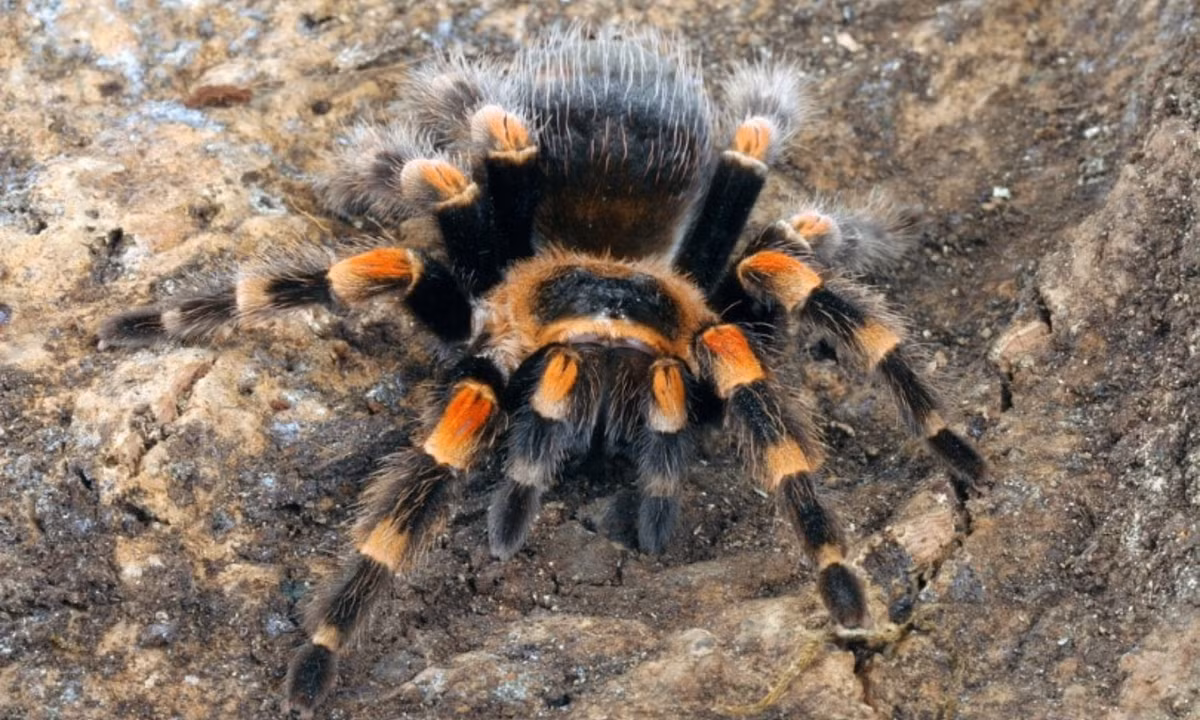 9. Nhện Turantula: được mệnh danh là một trong số những kẻ săn mồi đáng sợ nhất hành tinh. Thủ pháp tấn công quen thuộc của nhện Turantula là chờ kẻ bất hạnh tới gần và bất ngờ chộp lấy nó mà không cảnh báo. (Nguồn: Pet Keen)