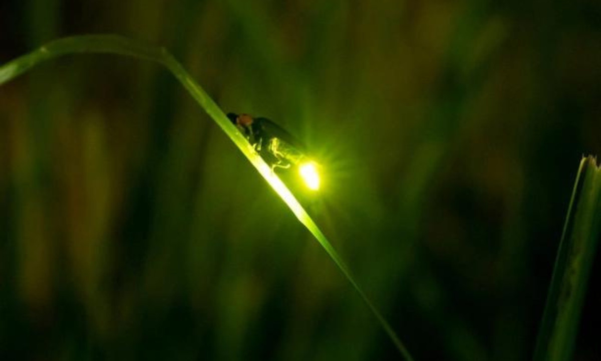 6. Đom đóm: là một "tay săn mồi" lão luyện khi chúng lợi dụng ánh sáng của mình để dụ dỗ con mồi. Khi con mồi đến đủ gần, đom đóm sẽ tóm lấy và tiêu diệt chúng. (Nguồn: CafeF)
