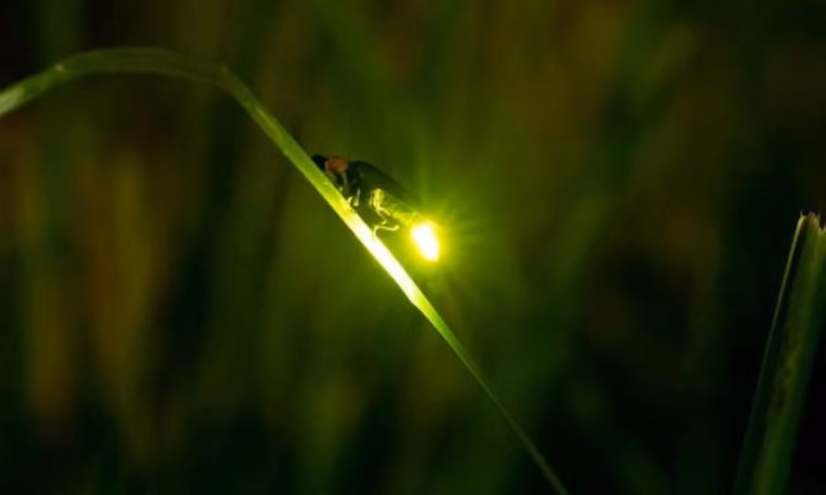 6. Đom đóm: là một "tay săn mồi" lão luyện khi chúng lợi dụng ánh sáng của mình để dụ dỗ con mồi. Khi con mồi đến đủ gần, đom đóm sẽ tóm lấy và tiêu diệt chúng. (Nguồn: CafeF)