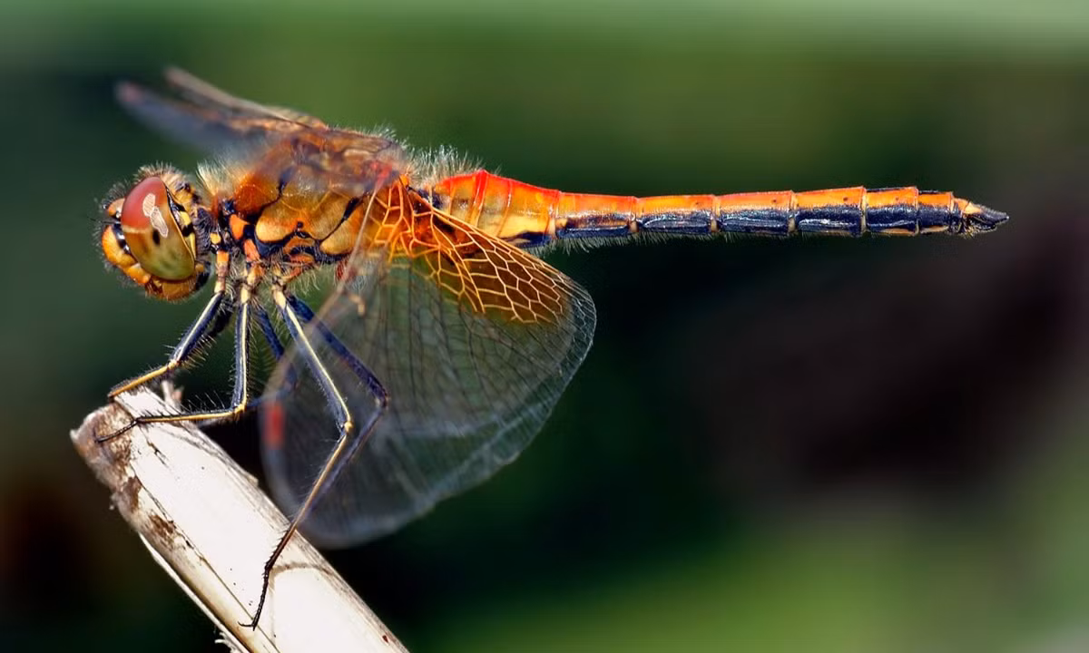 5. Chuồn chuồn: theo phân tích của các nhà khoa học, chuồn chuồn là một trong số các loài săn mồi thành công nhất trên hành tinh với tỷ lệ bắt mồi chính xác lên tới 95%. Có thể nói, tỷ lệ này cao hơn bất kỳ sinh vật nào khác trên Trái đất. (Nguồn: Wikipedia)