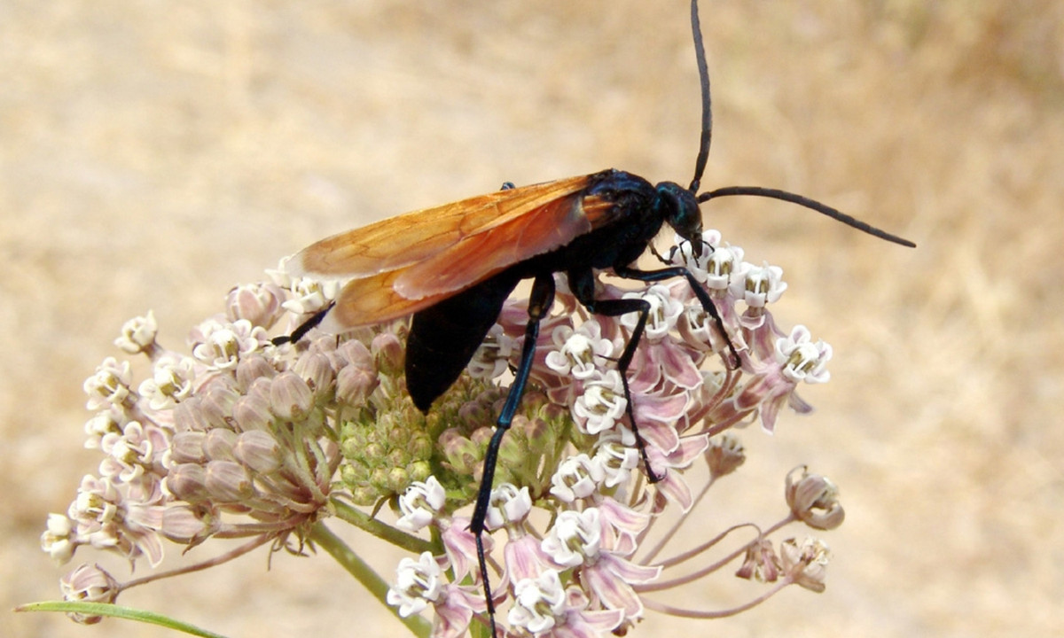7. Ong Tarantula Hawk: có kích thước không lớn, chỉ dài khoảng 5cm. Thế nhưng loài ong này có thể tiêu diệt những con nhện to hơn chúng gấρ nhiều lần. (Nguồn: Wikipedia)