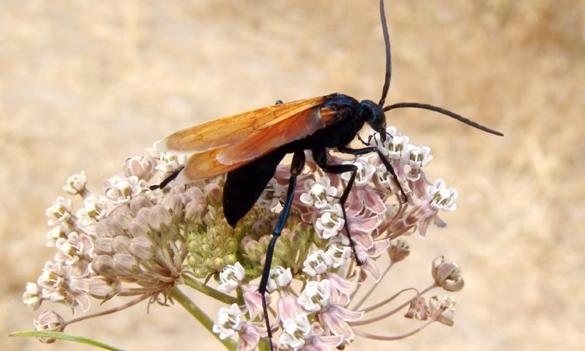 7. Ong Tarantula Hawk: có kích thước không lớn, chỉ dài khoảng 5cm. Thế nhưng loài ong này có thể tiêu diệt những con nhện to hơn chúng gấρ nhiều lần. (Nguồn: Wikipedia)