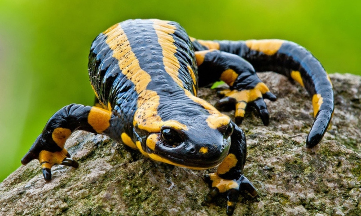 2. Kỳ giông lửa: loài lưỡng cư nhỏ bé này có độc và có thể gây ra những ảnh hưởng nghiêm trọng. Nếu vô tình bị kỳ giông lửa phun chất độc, nạn nhân sẽ bị tê liệt hệ thần kinh trung ương và gặp các vấn đề như tăng huyết áp, co giật… (Nguồn: Pixapay)