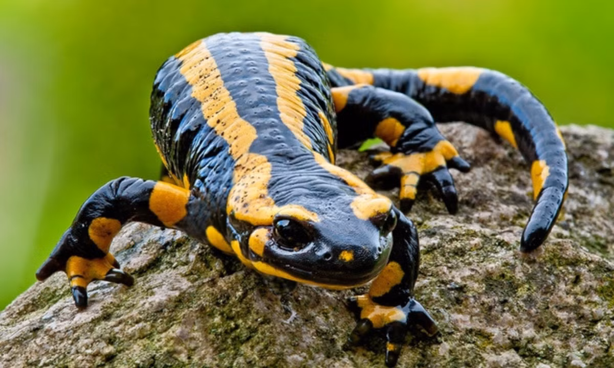 2. Kỳ giông lửa: loài lưỡng cư nhỏ bé này có độc và có thể gây ra những ảnh hưởng nghiêm trọng. Nếu vô tình bị kỳ giông lửa phun chất độc, nạn nhân sẽ bị tê liệt hệ thần kinh trung ương và gặp các vấn đề như tăng huyết áp, co giật… (Nguồn: Pixapay)