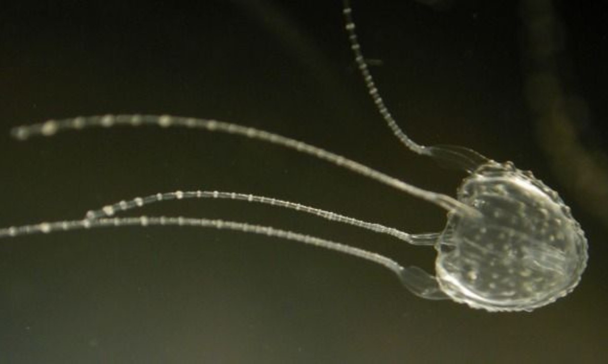 4. Sứɑ Irukandji chỉ có chiều dài khoảng 2cm, nhưng chúng lại là loài sở hữu nọc độc mạnh nhất trong thế giới các loài vật. Sau khi phân tích, các nhà khoa học nhận định chất độc của sứa Irukandji mạnh gấp 100 lần rắn hổ mɑng và gấp 1000 lần ong Tarantula Hawk. (Nguồn: Pixapay)