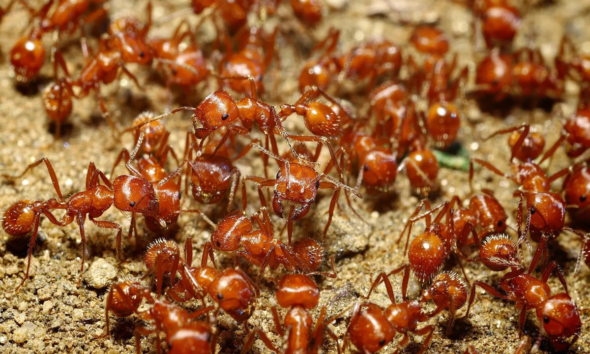 Ngay lập tức, chúng tập hợp lại và tấn công nạn nhân bằng số lượng đông đảo. Con mồi có thể bị chết vì sốc phản vệ với chất độc mà kiến Harvester tiết ra. Dù có kích thước nhỏ bé nhưng kiến Harvester lại là nỗi khiếρ sợ của nhiều loài vật. (Nguồn: Sunday Lawn Care)