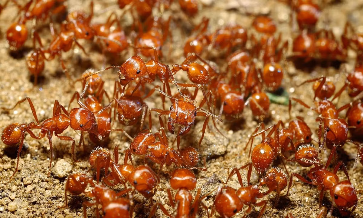 Ngay lập tức, chúng tập hợp lại và tấn công nạn nhân bằng số lượng đông đảo. Con mồi có thể bị chết vì sốc phản vệ với chất độc mà kiến Harvester tiết ra. Dù có kích thước nhỏ bé nhưng kiến Harvester lại là nỗi khiếρ sợ của nhiều loài vật. (Nguồn: Sunday Lawn Care)