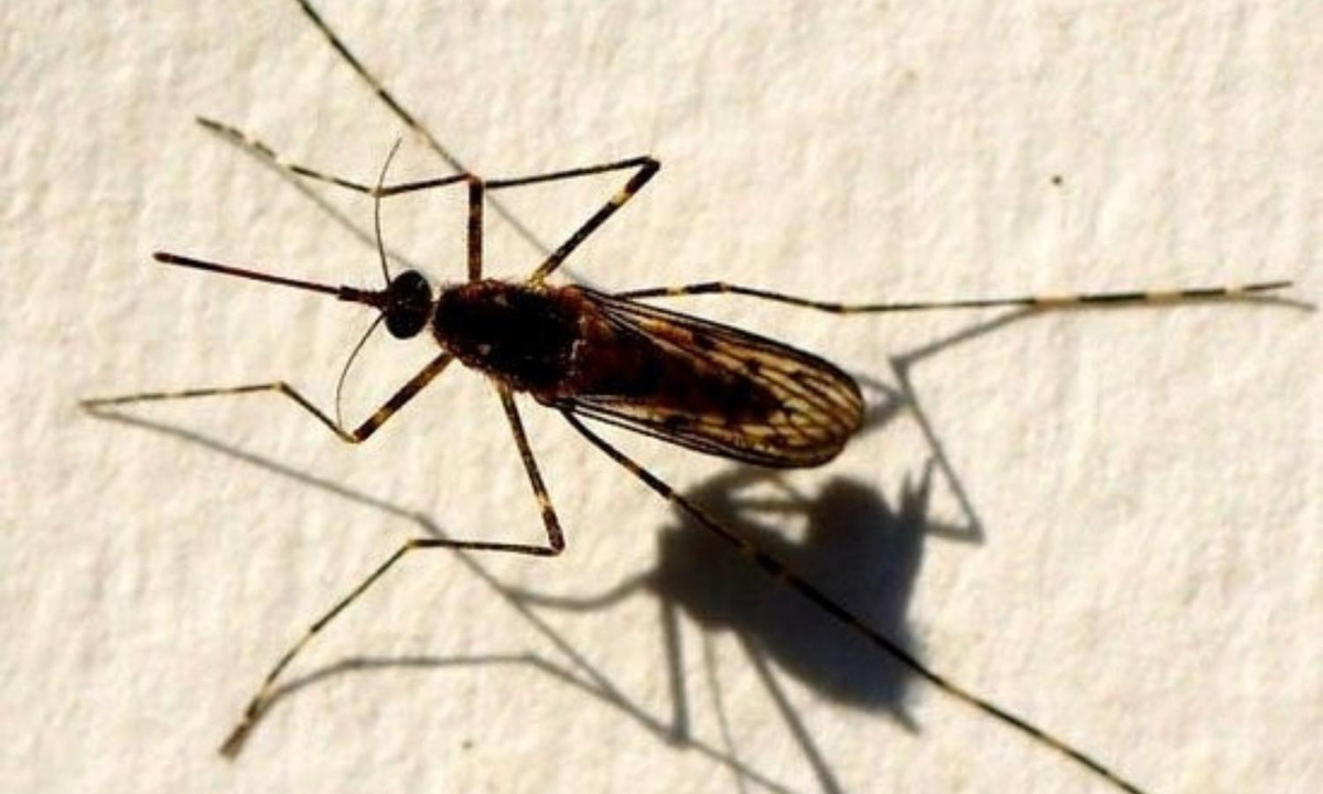 Một số loài muỗi chỉ chuyên cắn các loài động vật và chúng hầu như không gây hại cho con người. Ví dụ như Culiseta melanura – một loài muỗi gần như chỉ hút máu từ các loài chim và hiếm khi cắn con người. Nguồn: vtc.vn. 