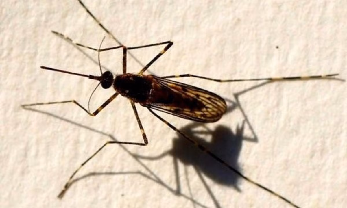 Một số loài muỗi chỉ chuyên cắn các loài động vật và chúng hầu như không gây hại cho con người. Ví dụ như Culiseta melanura – một loài muỗi gần như chỉ hút máu từ các loài chim và hiếm khi cắn con người. Nguồn: vtc.vn. 