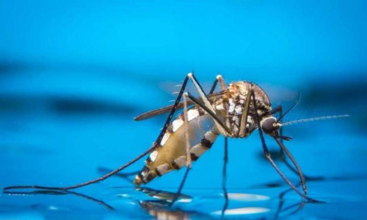 Dù ở một nơi có ít hay nhiều nước, muỗi cái đều có thể đẻ trứng.Một số loài còn có thể sinh sản trong vũng nước sau khi có mưa bão. Nguồn: dantri.com.