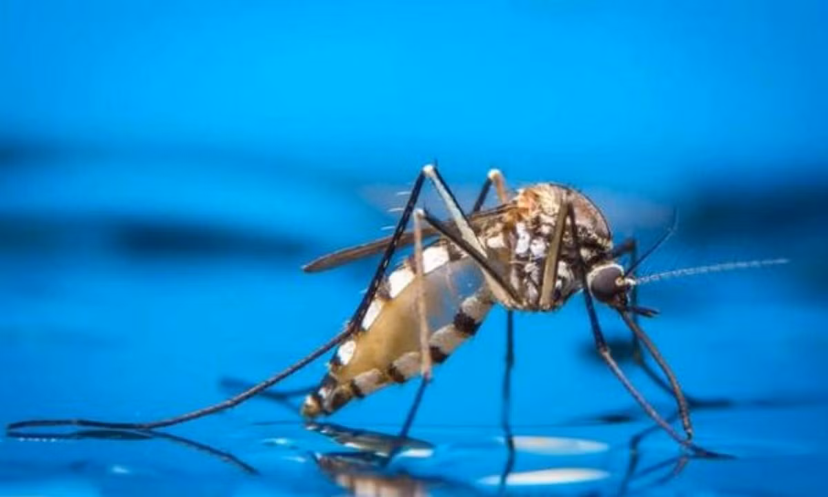 Dù ở một nơi có ít hay nhiều nước, muỗi cái đều có thể đẻ trứng.Một số loài còn có thể sinh sản trong vũng nước sau khi có mưa bão. Nguồn: dantri.com.