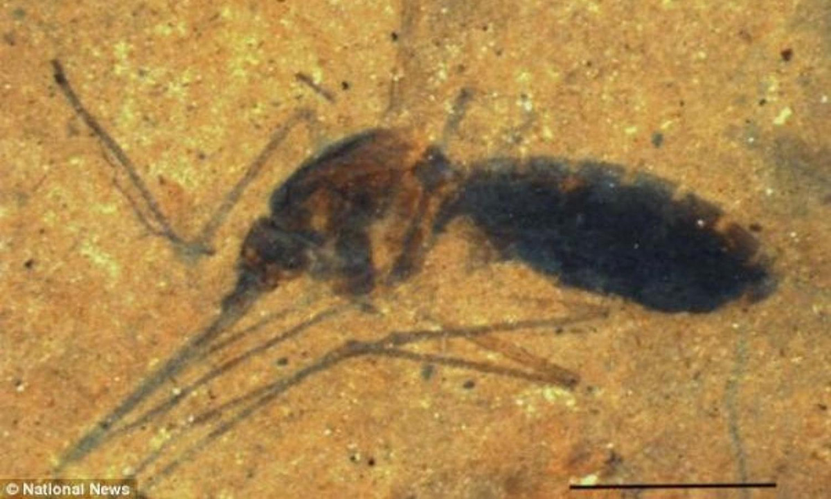 Đặc biệt trong bụng của con muỗi, người ta đã phát hiện ra ADN máu của khủng long. Nguồn: khoahoc.tv.