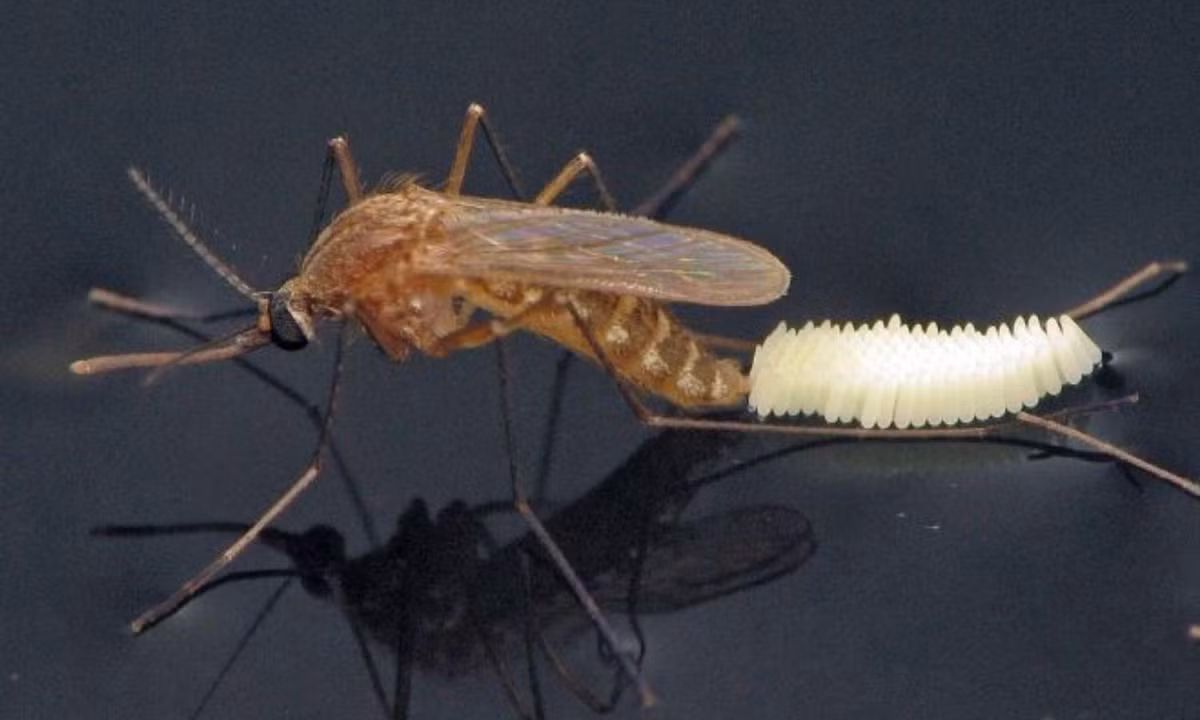 Mỗi chu kỳ sinh sản của muỗi sẽ từ 100 - 200 trứng. Nguồn: vinmec.com.