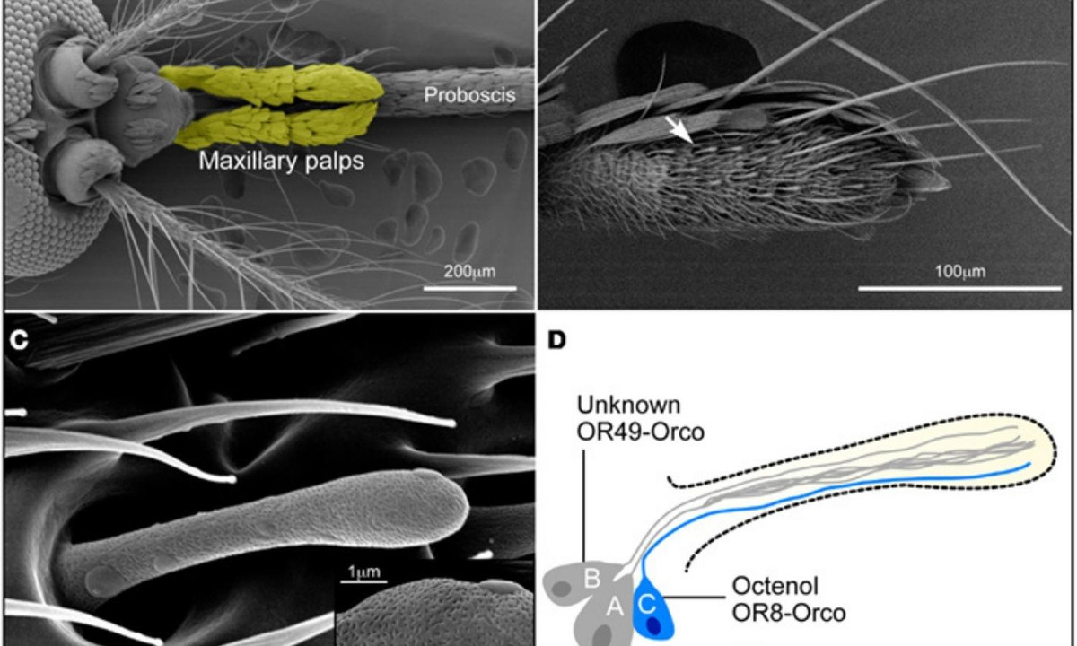6. Muỗi có thể phát hiện ra khí cacbonic từ khoảng cách 22m. Nguồn: researchgate.net.