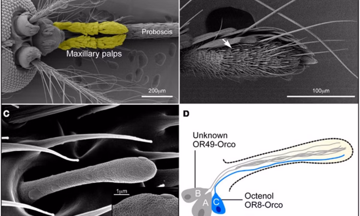 6. Muỗi có thể phát hiện ra khí cacbonic từ khoảng cách 22m. Nguồn: researchgate.net.