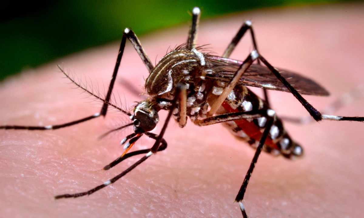 2. Muỗi là loài vật nguy hiểm nhất hành tinh. Theo thống kê, vào năm 2015, nếu như rắn độc giết chết khoảng 60.000 người, bọ cạp giết khoảng 3500 người, sư tử giết khoảng 100 người thì loài muỗi giết khoảng 830.000 người trên thế giới. Nguồn: tienphong.vn.