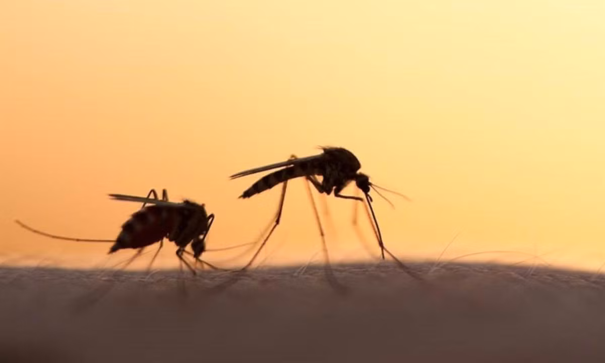 3.Muỗi có tốc độ sinh sản siêu nhanh. Nguồn: algerie9.com.