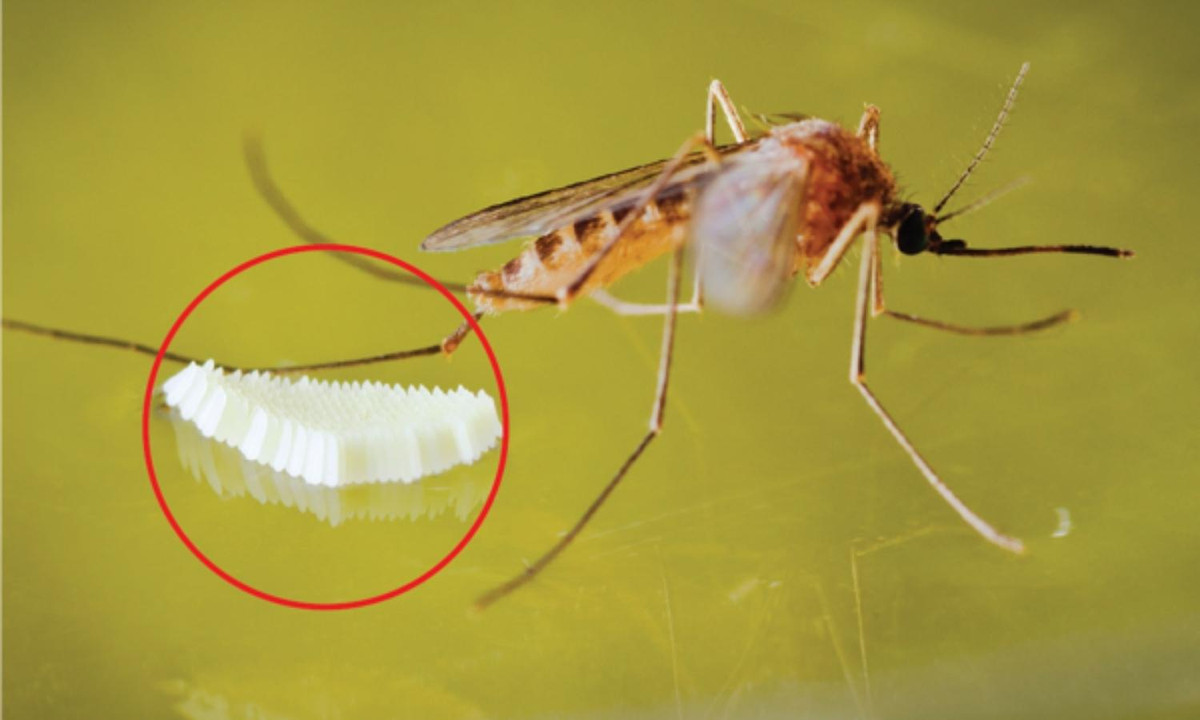 4. Tất cả muỗi đều sinh sản ở những nơi có nước (dù chỉ có ít nước). Nguồn: raid.com. 