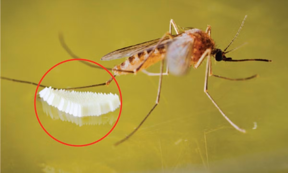 4. Tất cả muỗi đều sinh sản ở những nơi có nước (dù chỉ có ít nước). Nguồn: raid.com. 