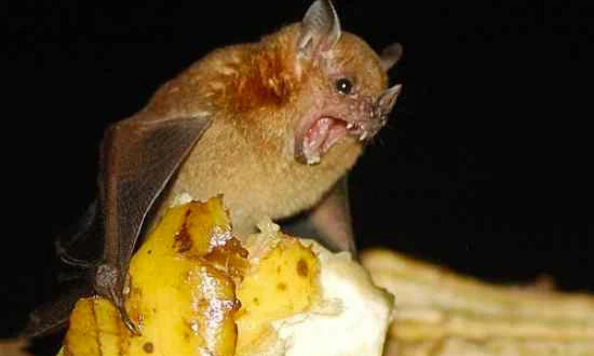 10. Dơi Chuối: chỉ sống ở vùng phía Tây của Mexico, nổi tiếng với chiếc mũi rất dài. Người ta thường thấy loài dơi này trong các đồn điền trồng chuối và đó là lý do tại sao nó lại có cái tên giản dị mà ngộ nghĩnh này. (Nguồn: Kenh14)