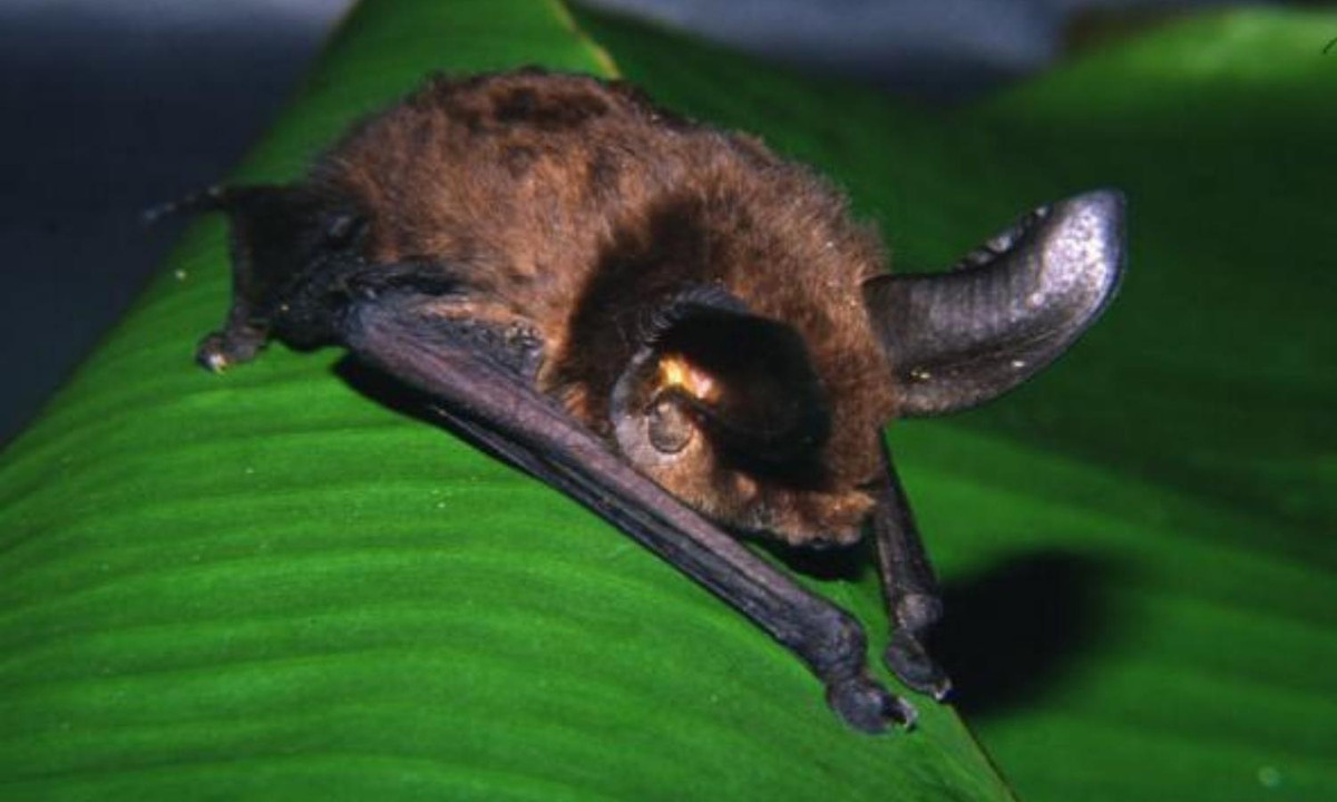 8. Dơi chân dính: loài dơi này chỉ sống ở vùng Madagascar. Người ta từng cho rằng chúng dùng giác hút trên đôi cánh và mắt cá chân để bám vào các lá cọ cũng như những bề mặt trơn nhẵn khác. (Nguồn: Tumblr)
