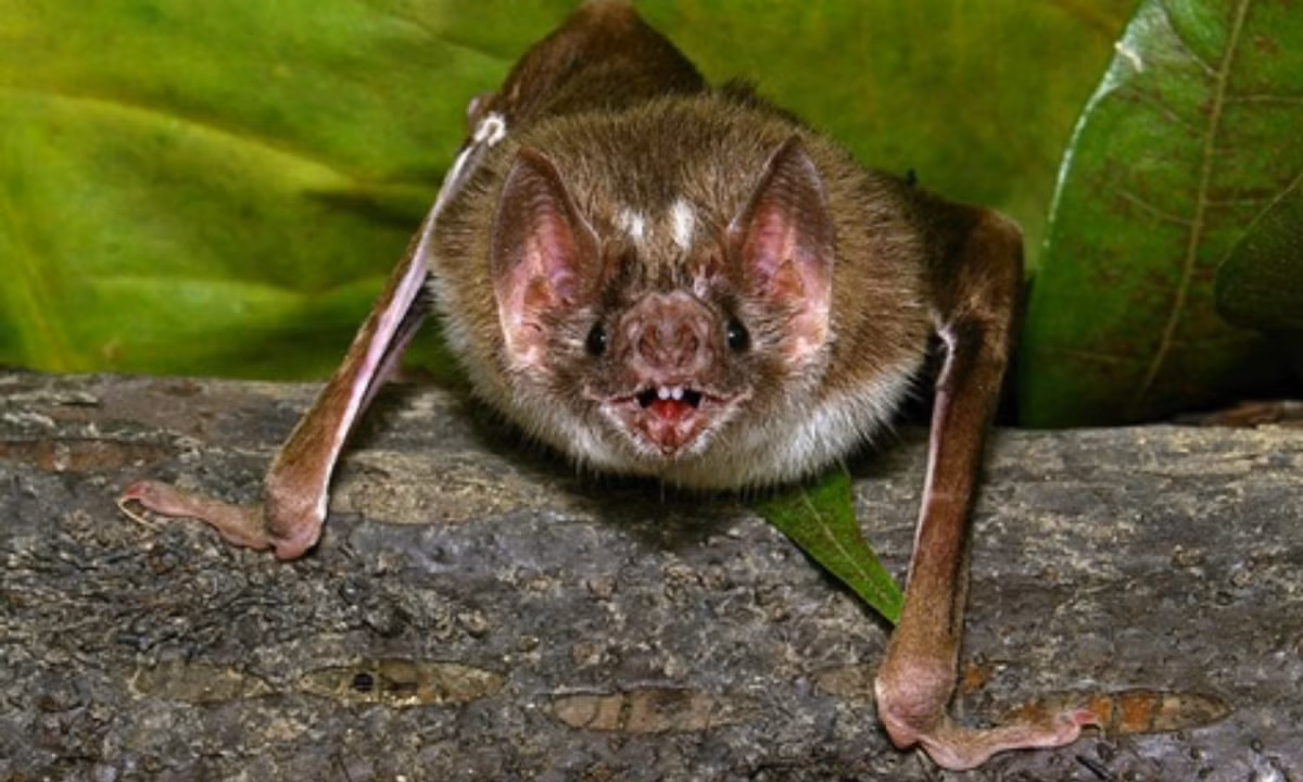 7. Dơi Mặt Quỷ: sống khắp nơi trên Lục Địa Mới, trải dài từ phía nam Hoa Kỳ cho đến Peru. Chúng sở hữu một vẻ ngoài vô cùng kỳ quặc: gần như không có mũi, trên mặt có những lớp da cứng kỳ lạ cùng cái trán nhô lên. (Nguồn: Vietnamnet)