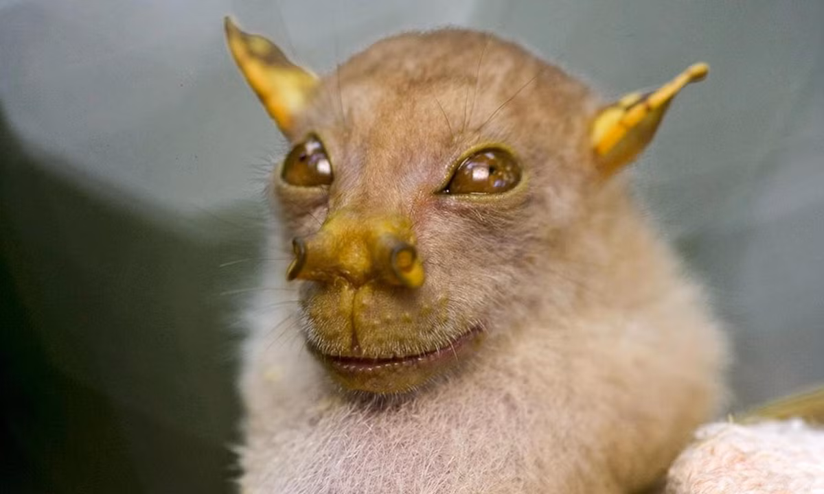 9. Dơi mũi ống: chúng được tìm thấy năm 1984 và gây được sự chú ý nhờ đôi lỗ mũi hình ống kỳ lạ cùng những sọc vằn trên lưng (rất rất ít loài dơi nào có đặc điểm này). Thức ăn chủ yếu của chúng là quả sung và một số loại trái cây khác. (Nguồn: National Geographic)