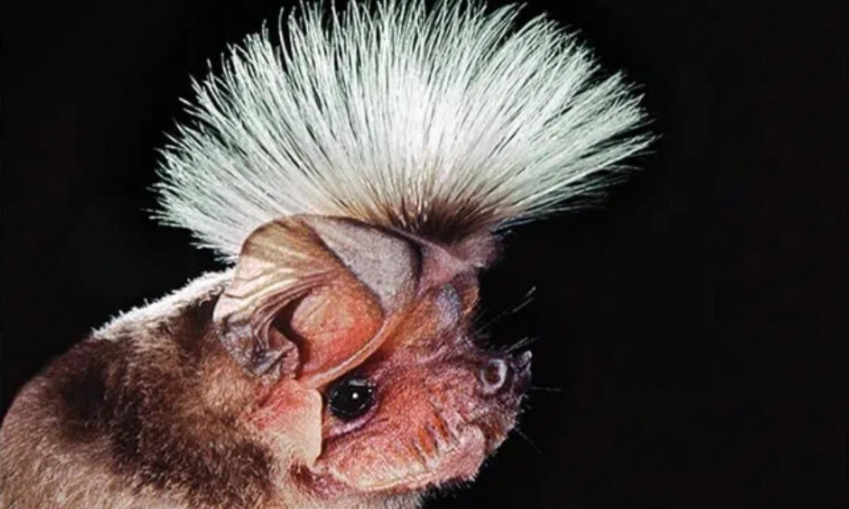 3. Dơi Chapin’s: loài dơi có “kiểu tóc” kỳ quặc. Thức ăn yêu thích của dơi Chapin’s là côn trùng. Chúng ta có thể gặp chúng trong những cánh rừng nhiệt đới tại Trung Phi.