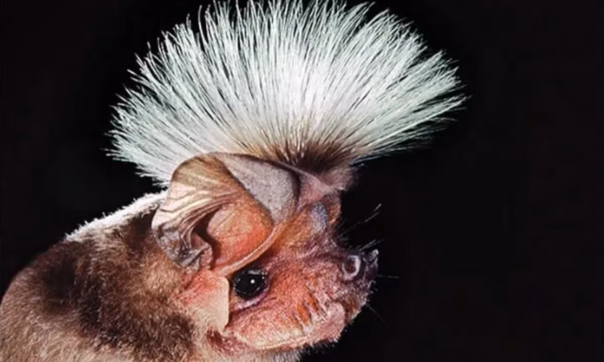 3. Dơi Chapin’s: loài dơi có “kiểu tóc” kỳ quặc. Thức ăn yêu thích của dơi Chapin’s là côn trùng. Chúng ta có thể gặp chúng trong những cánh rừng nhiệt đới tại Trung Phi.