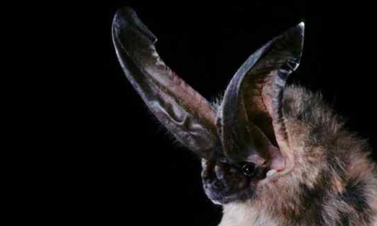5. Dơi Tai To: giống như những loài dơi khác, Dơi Tai To sử dụng sóng âm để tìm mồi. Thức ăn yêu thích của chúng là những con côn trùng bay.