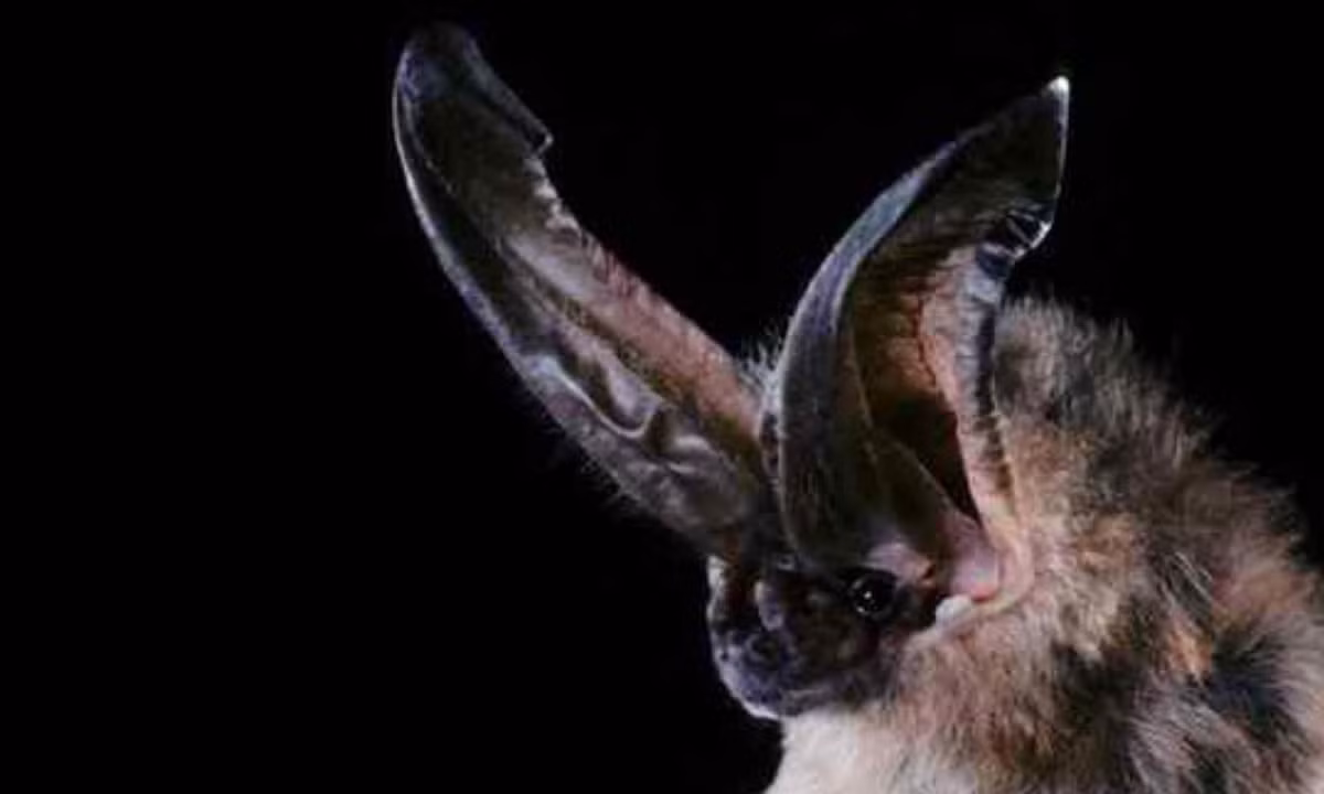 5. Dơi Tai To: giống như những loài dơi khác, Dơi Tai To sử dụng sóng âm để tìm mồi. Thức ăn yêu thích của chúng là những con côn trùng bay.
