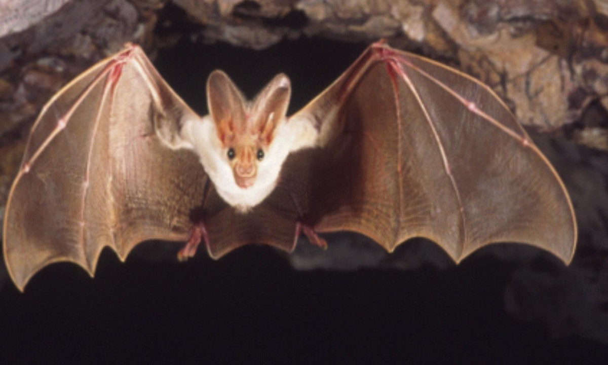 2. Dơi ma: loài dơi có lông trắng này được tìm thấy tại các cánh rừng nhiệt đới ở Mexico, Brazil và cả trên đảo Trinidad, vùng Ca-ri-bê. Chúng là loài sống đơn độc. Suốt thời gian ban ngày, chúng treo mình dưới những lá cọ và chỉ bay lượn vào ban đêm để tìm kiếm thức ăn. (Nguồn: ausbats.org)