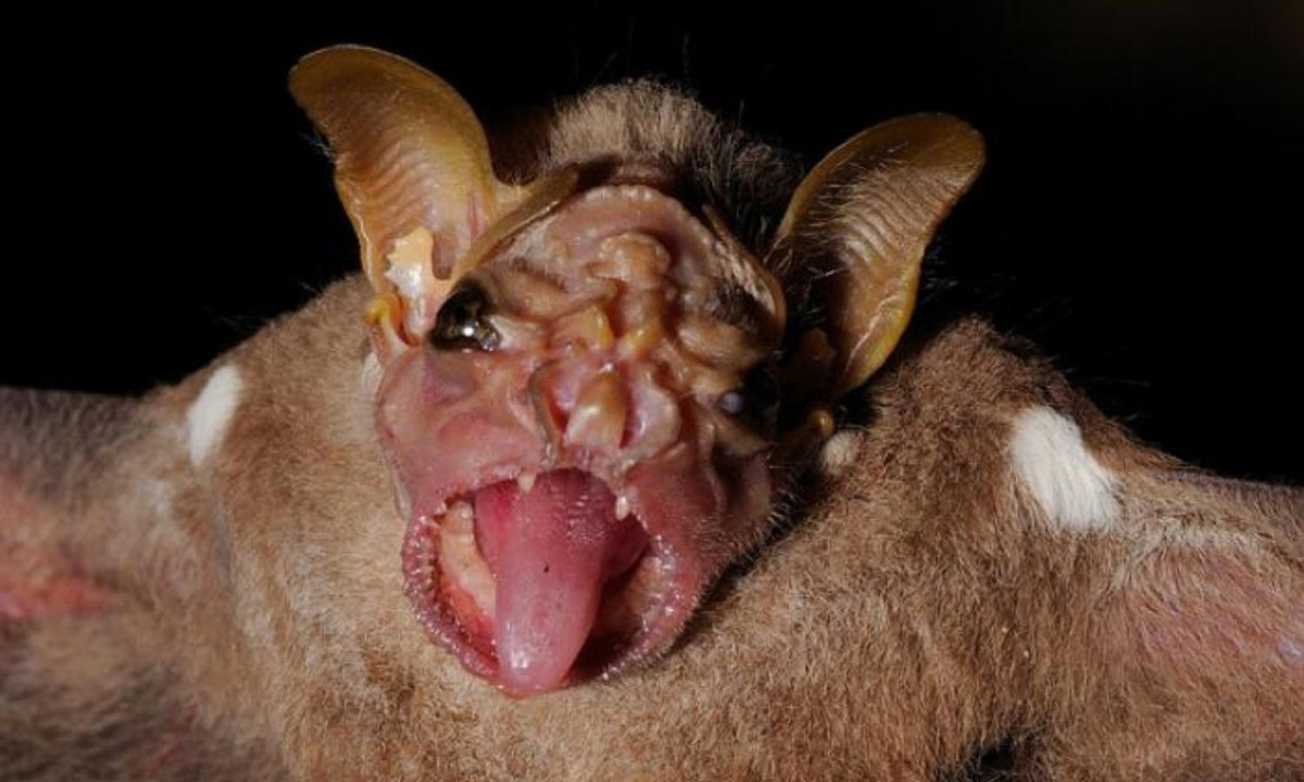 4. Dơi Mặt Nhăn: những chú dơi thích ăn hoa quả này sống ở Mexico và Trung Mỹ. Tại đây, chúng còn được biết đến với những cái tên như “murcielago viejito” (“dơi ông già”) hoặc “murcielago zopilote” (“dơi mặt trần”) bởi vì khuôn mặt nhăn nhúm và không có da của chúng. (Nguồn: Reddit)